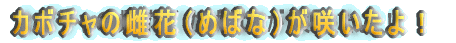 J{`̎ԁi߂΂ȁj炢I